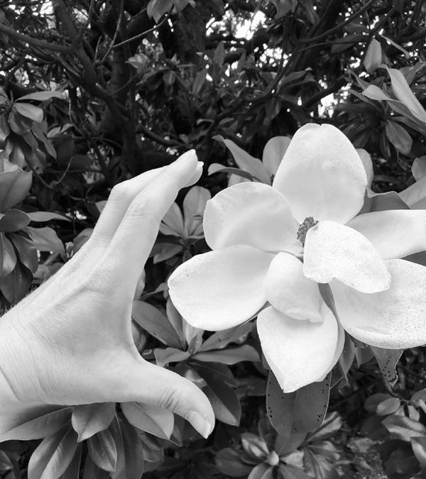 La fleur de magnolia dans les serres d’Auteuil